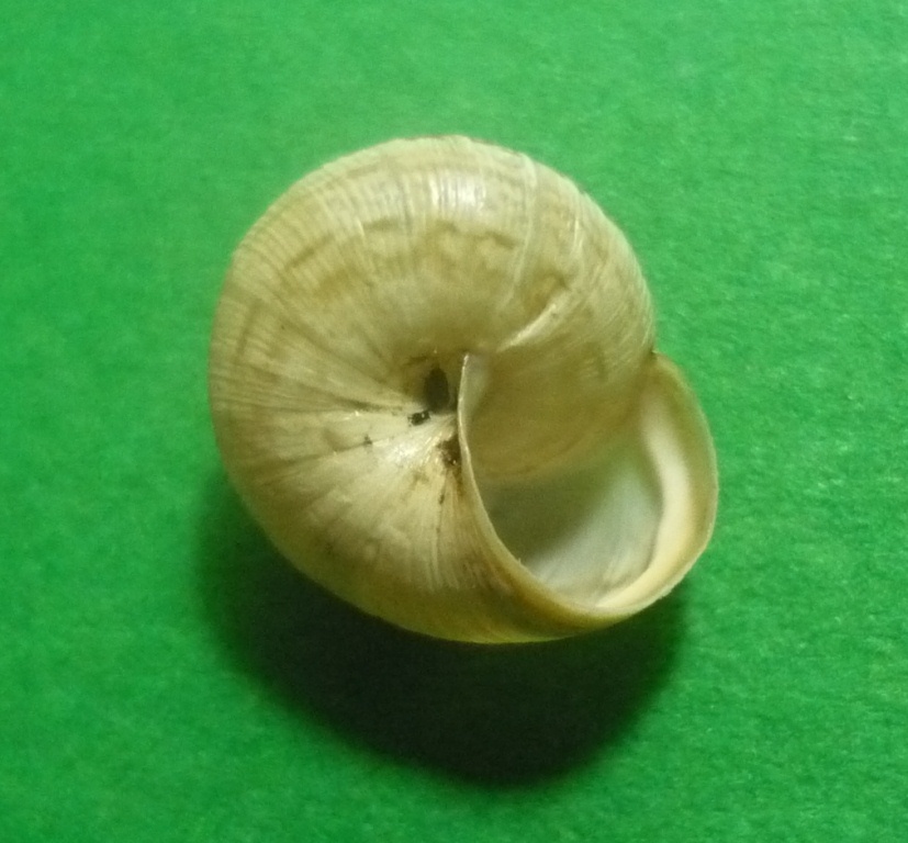 Cernuella enigmatica da Viterbo